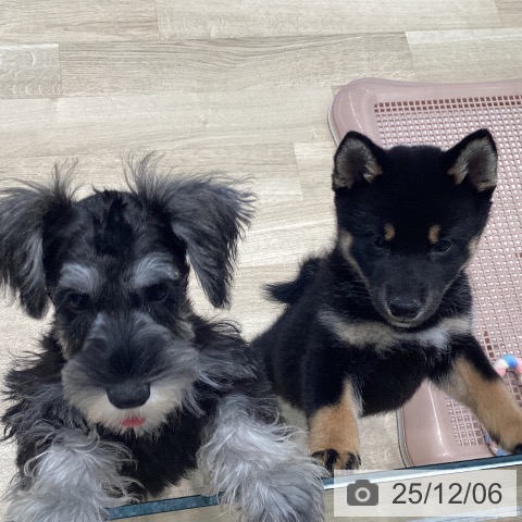 宮城県のミニチュアシュナウザー (ペットプラス 仙台泉大沢店/2025年8月21日生まれ/女の子/ソルトペッパー)の子犬の3枚目の画像