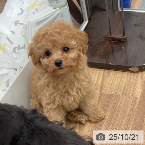 トイ・プードルの写真