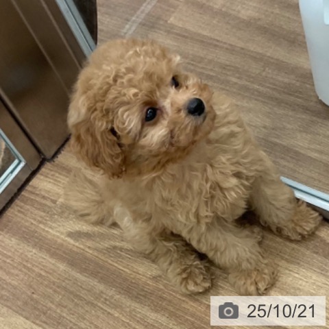 トイ・プードルの写真