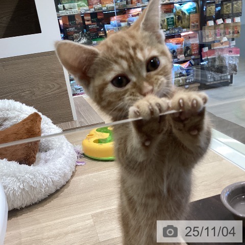 マンチカンの写真