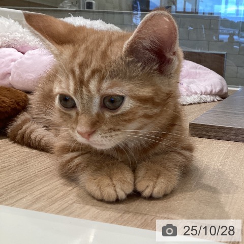 マンチカンの写真