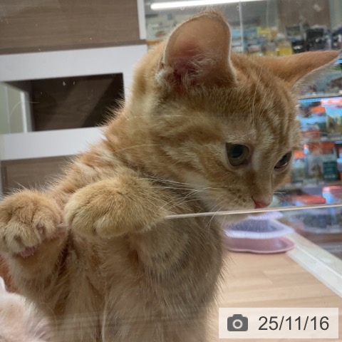 マンチカンの写真