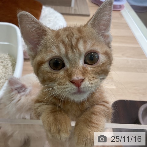 マンチカンの写真