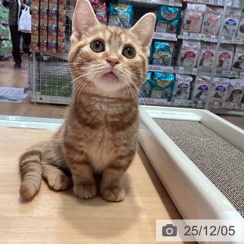 マンチカンの写真