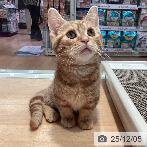 マンチカンの写真