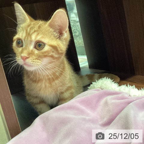 マンチカンの写真