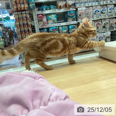 マンチカンの写真