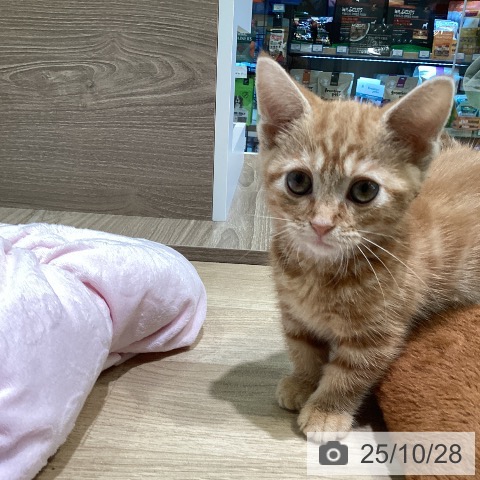 マンチカンの写真