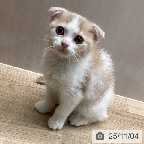 埼玉県のスコティッシュフォールド (ペットプラス ららぽーと富士見店/2025年8月21日生まれ/女の子/クリームタビーホワイト)の子猫の4枚目の画像