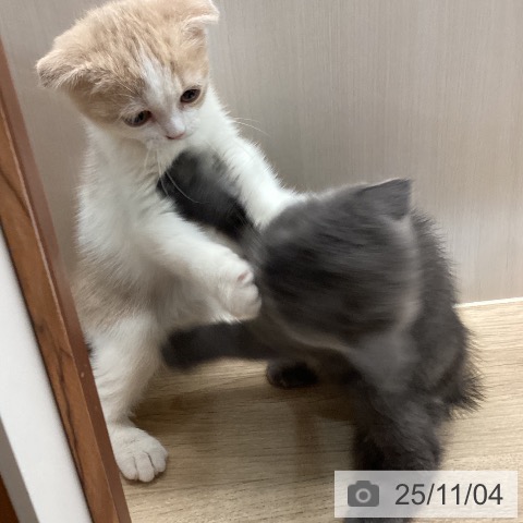 埼玉県のスコティッシュフォールド (ペットプラス ららぽーと富士見店/2025年8月21日生まれ/女の子/クリームタビーホワイト)の子猫の3枚目の画像