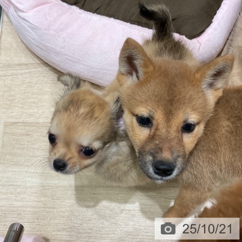 チワワの写真