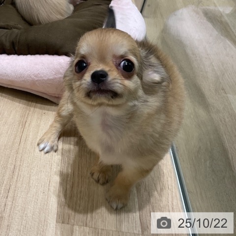 チワワの写真