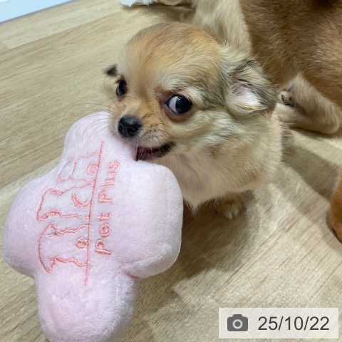チワワの写真