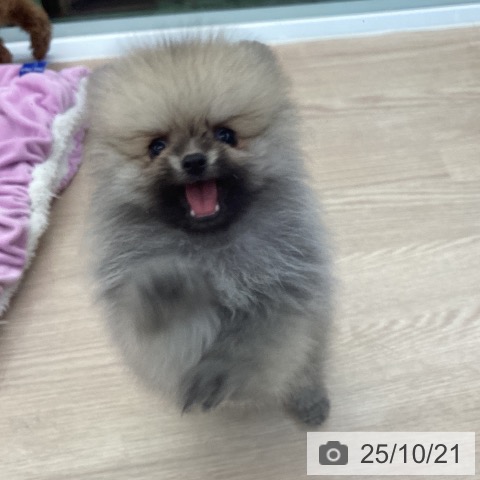 ポメラニアンの写真