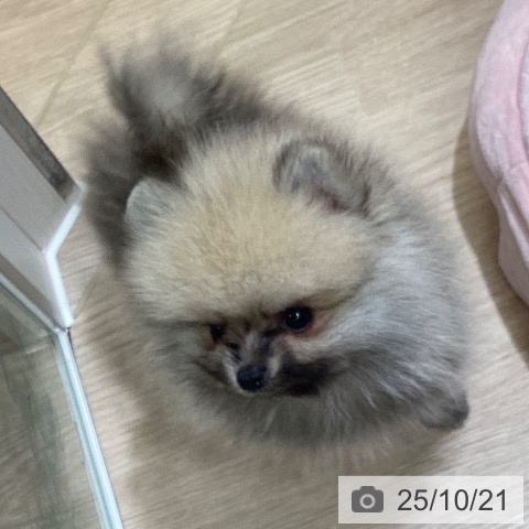 ポメラニアンの写真
