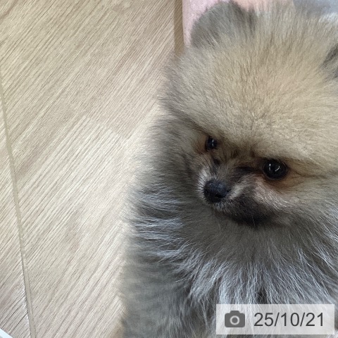 ポメラニアンの写真