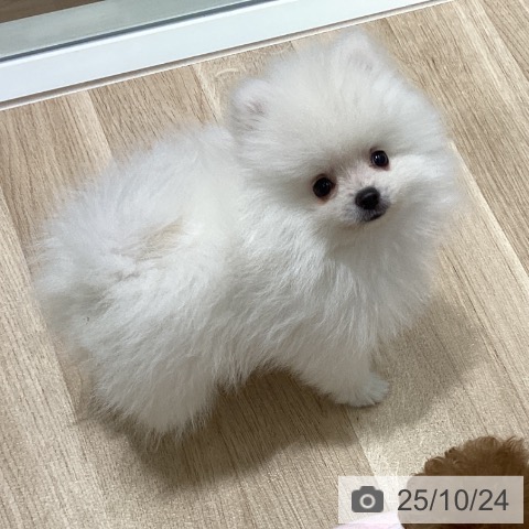 宮城県のポメラニアン (ペットプラス 仙台泉大沢店/2025年8月20日生まれ/男の子/クリーム)の子犬の4枚目の画像