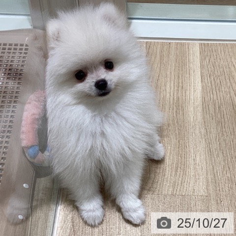 宮城県のポメラニアン (ペットプラス 仙台泉大沢店/2025年8月20日生まれ/男の子/クリーム)の子犬の3枚目の画像