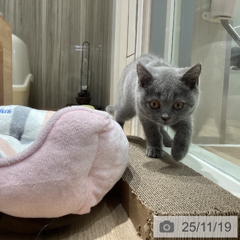 千葉県のブリティッシュショートヘアー (ペットプラス 木更津店/2025年8月20日生まれ/女の子/ブルー)の子猫の3枚目の画像