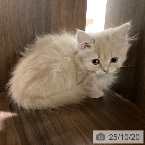 ミヌエットの写真