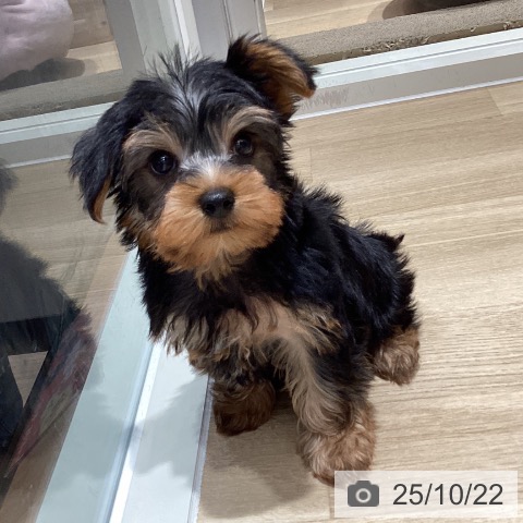 ヨークシャー・テリアの写真