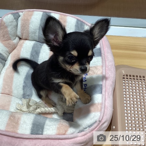 埼玉県のチワワ(ロング) (ペットプラス 所沢店/2025年8月19日生まれ/男の子/ブラックタンホワイト)の子犬の3枚目の画像