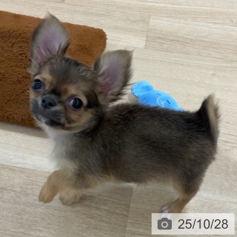 千葉県のチワワ(ロング) (ペットプラス 海浜幕張店/2025年8月19日生まれ/男の子/フォーンセーブル)の子犬の4枚目の画像