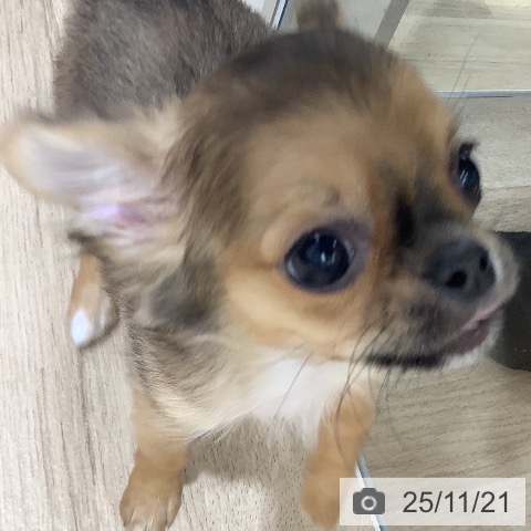 千葉県のチワワ(ロング) (ペットプラス 海浜幕張店/2025年8月19日生まれ/男の子/フォーンセーブル)の子犬の3枚目の画像