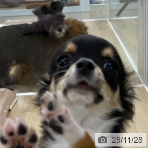 神奈川県のチワワ(ロング) (ペットプラス 相模原並木店/2025年8月19日生まれ/女の子/ブラックタンホワイト)の子犬の4枚目の画像