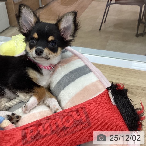 神奈川県のチワワ(ロング) (ペットプラス 相模原並木店/2025年8月19日生まれ/女の子/ブラックタンホワイト)の子犬の3枚目の画像