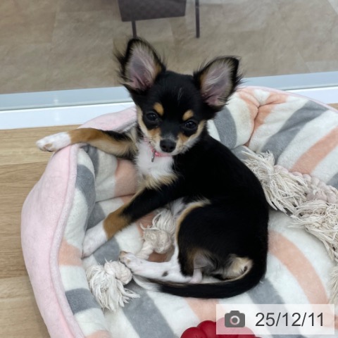 神奈川県のチワワ(ロング) (ペットプラス 相模原並木店/2025年8月19日生まれ/女の子/ブラックタンホワイト)の子犬の3枚目の画像