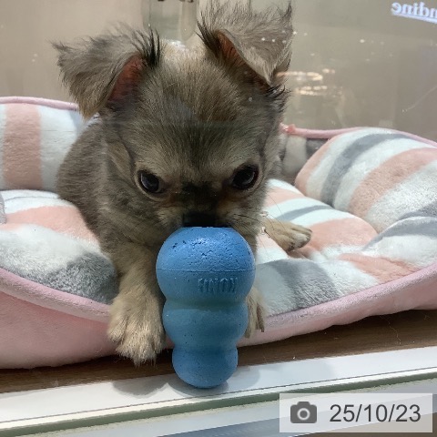 チワワの写真