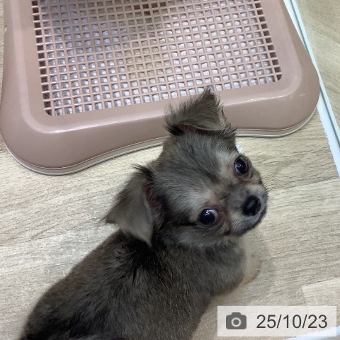 チワワの写真