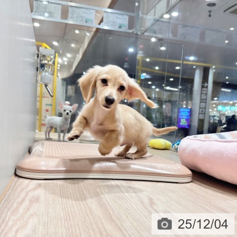 千葉県のミニチュアダックスフンド(ロング) (ペットプラス ユーカリが丘店/2025年8月22日生まれ/男の子/イエロー)の子犬の4枚目の画像