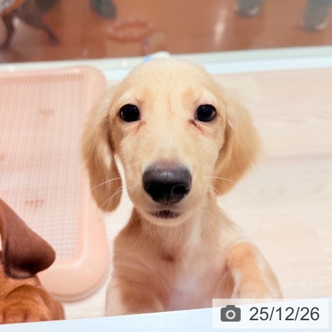 千葉県のミニチュアダックスフンド(ロング) (ペットプラス ユーカリが丘店/2025年8月22日生まれ/男の子/イエロー)の子犬の4枚目の画像