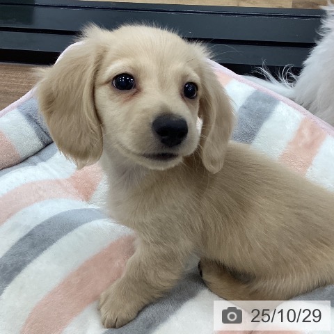 千葉県のミニチュアダックスフンド(ロング) (ペットプラス ユーカリが丘店/2025年8月22日生まれ/男の子/イエロー)の子犬の3枚目の画像