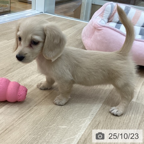 ミニチュア・ダックスフンドの写真
