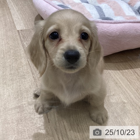 ミニチュア・ダックスフンドの写真