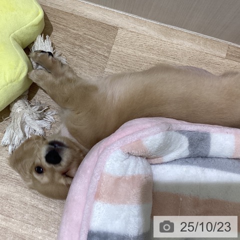 ミニチュア・ダックスフンドの写真