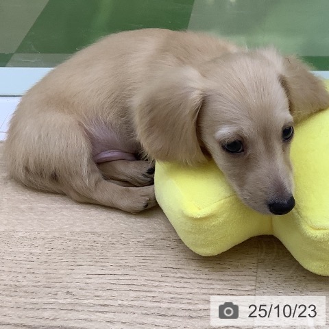 ミニチュア・ダックスフンドの写真