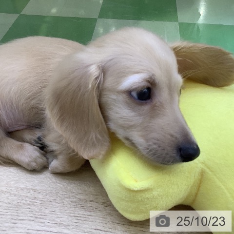 ミニチュア・ダックスフンドの写真