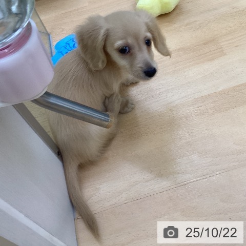 ミニチュア・ダックスフンドの写真