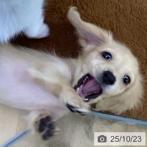 ミニチュア・ダックスフンドの写真