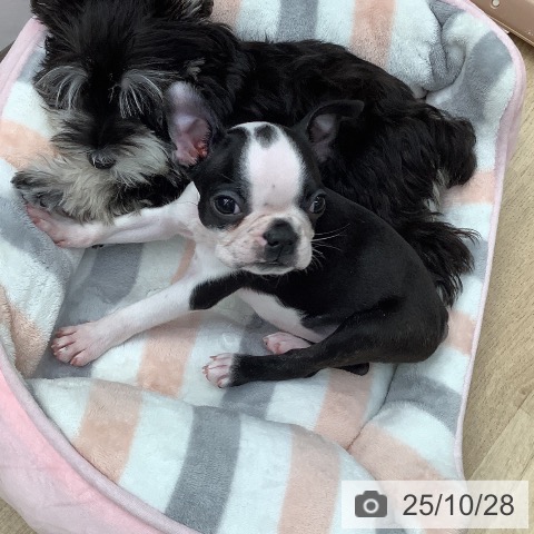 ボストン・テリアの写真