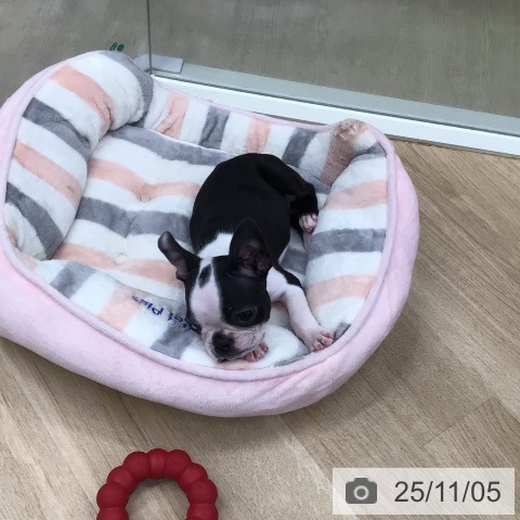 ボストン・テリアの写真