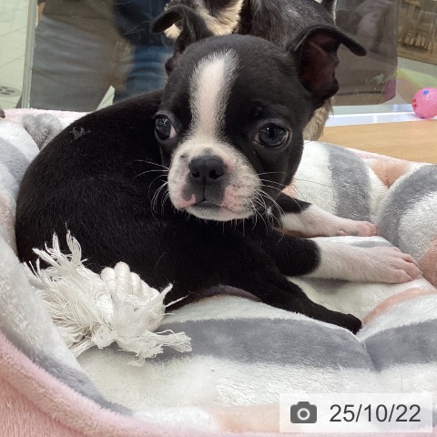 ボストン・テリアの写真