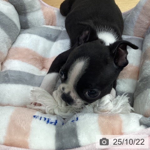 ボストン・テリアの写真