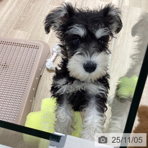 ミニチュア・シュナウザーの写真