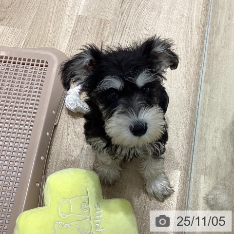 ミニチュア・シュナウザーの写真