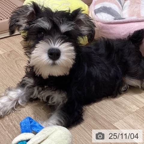 ミニチュア・シュナウザーの写真